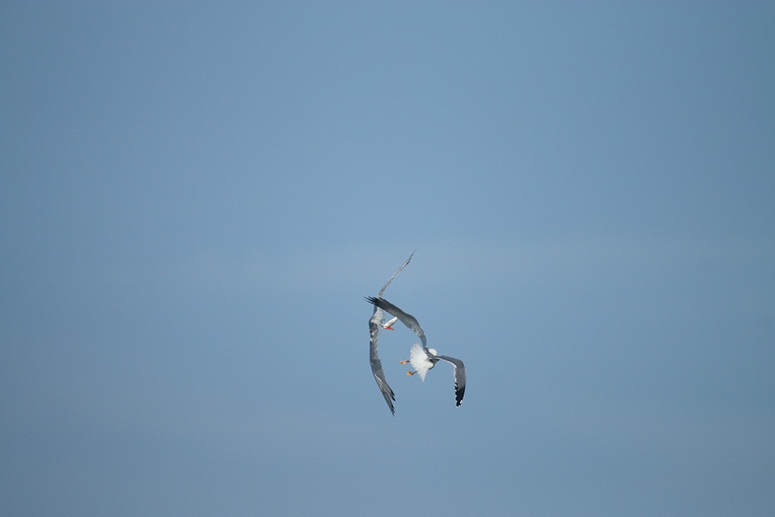 gabbiano reale mobba sterna maggiore con preda